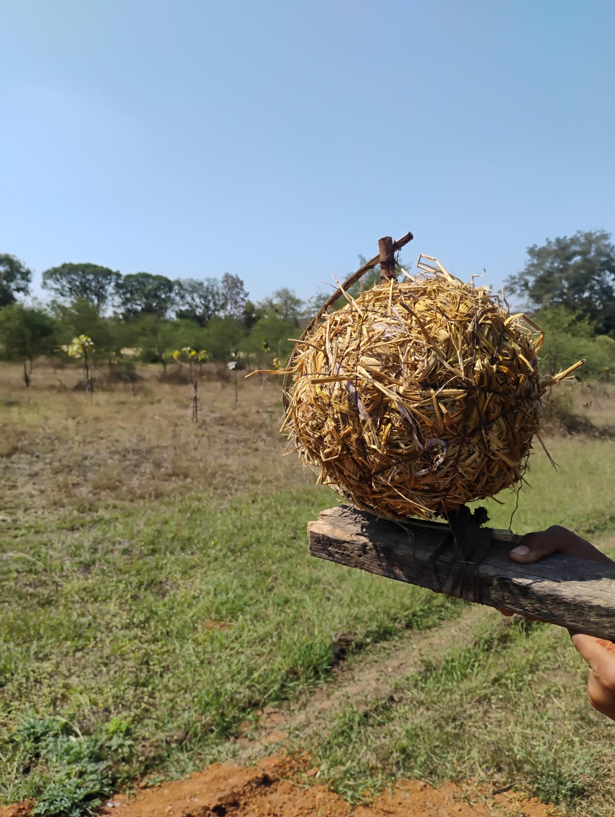Curiosity Park Entry